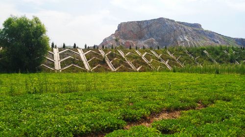 383703_wangyu_1480909028461