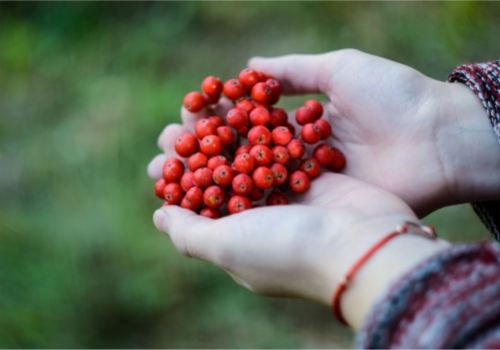 從生產(chǎn)到銷售 物聯(lián)網(wǎng)全面優(yōu)化食品供應鏈