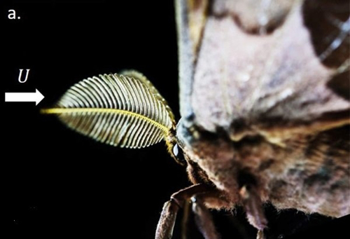 科學(xué)家用3D打印飛蛾觸須高效檢測(cè)危險(xiǎn)化學(xué)物質(zhì)